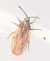 Physatocheila brevirostris