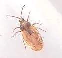 Physatocheila brevirostris - photo 2