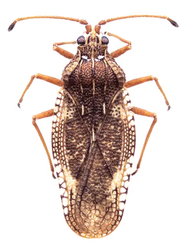 Physatocheila dumetorum