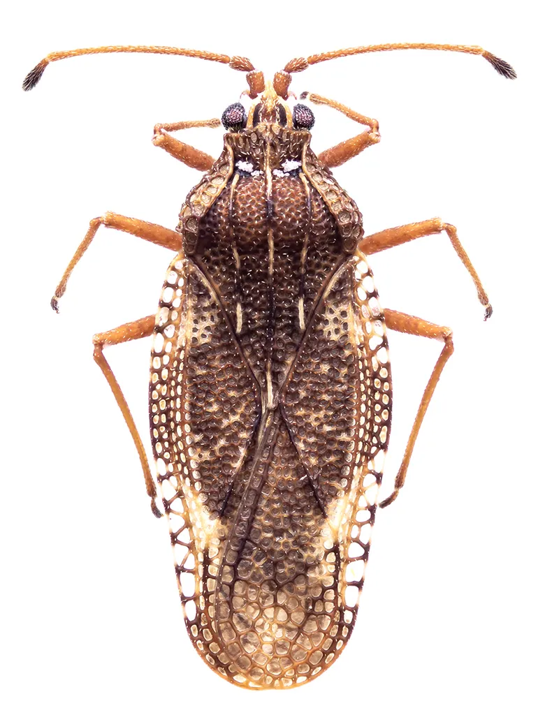 Physatocheila dumetorum - photo 2