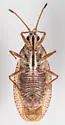 Physatocheila plexa - photo 2