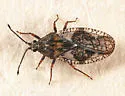 Physatocheila variegata