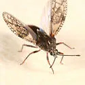 Physatocheila variegata - photo 2