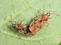 Physatocheila variegata - photo 3