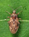 Physatocheila variegata - photo 4