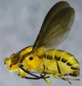 Physegenua obscuripennis