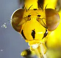 Physegenua obscuripennis - photo 3
