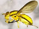 Physegenua obscuripennis - photo 5