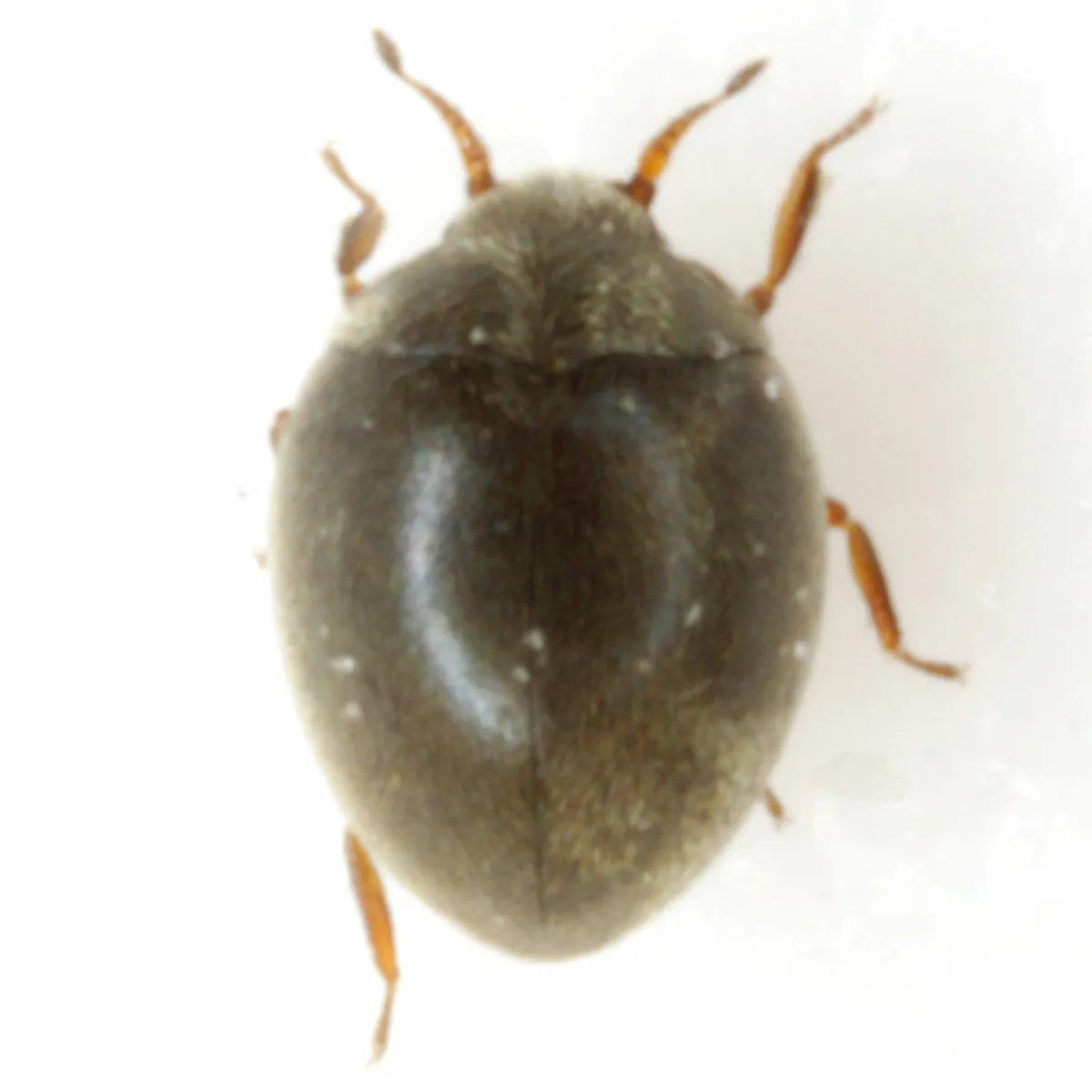 Physemus minutus - photo 2