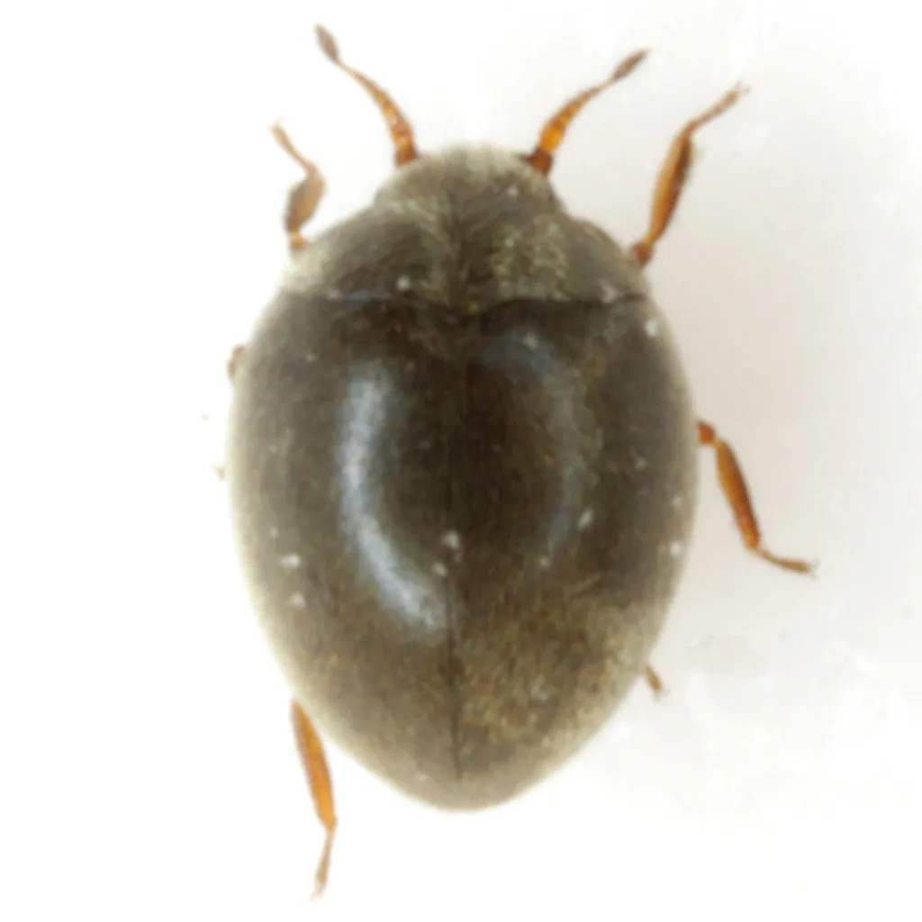 Physemus minutus - photo 3