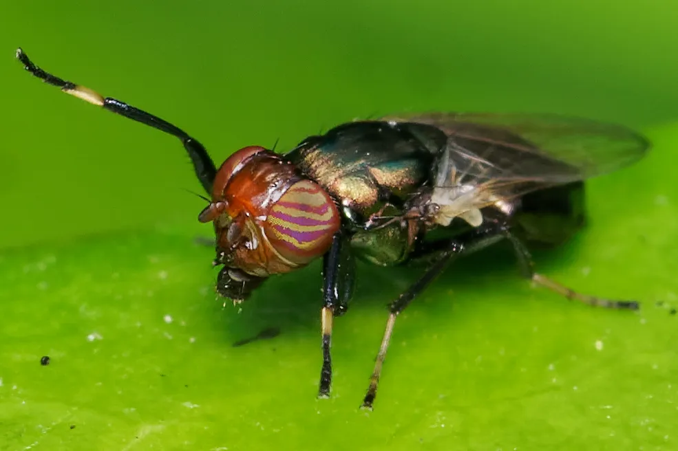 Physiphora alceae - photo 2