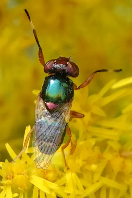 Physiphora clausa - photo 2