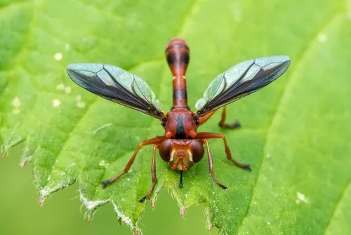 Physocephala burgessi - photo 3