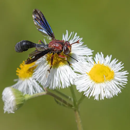 Physocephala floridana