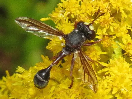 Physocephala furcillata - photo 2