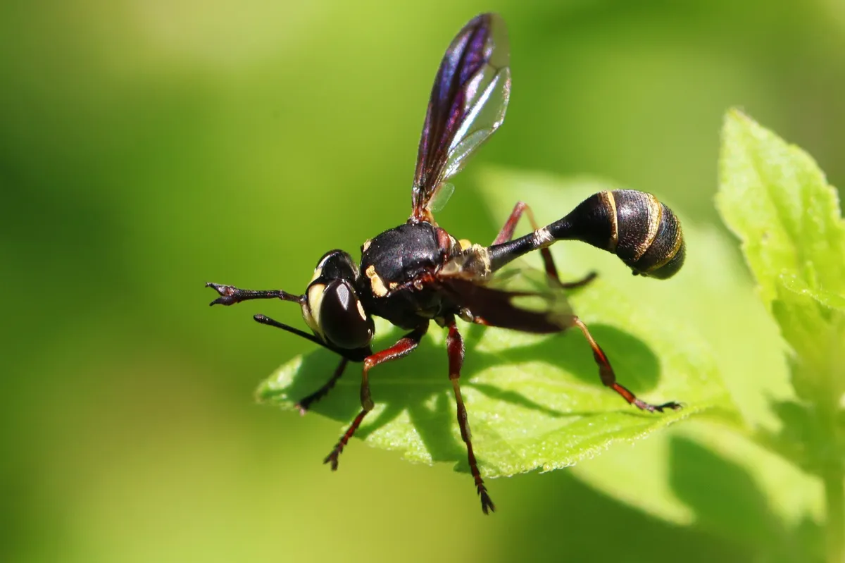 Physocephala marginata - photo 2