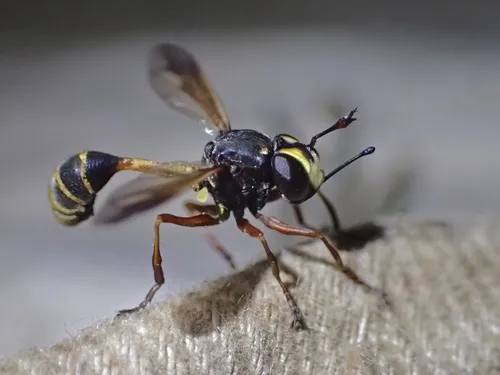 Physocephala rufipes