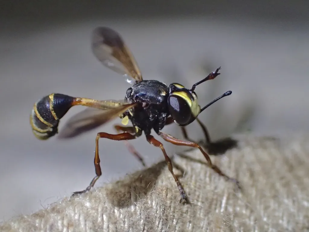 Physocephala rufipes - photo 2