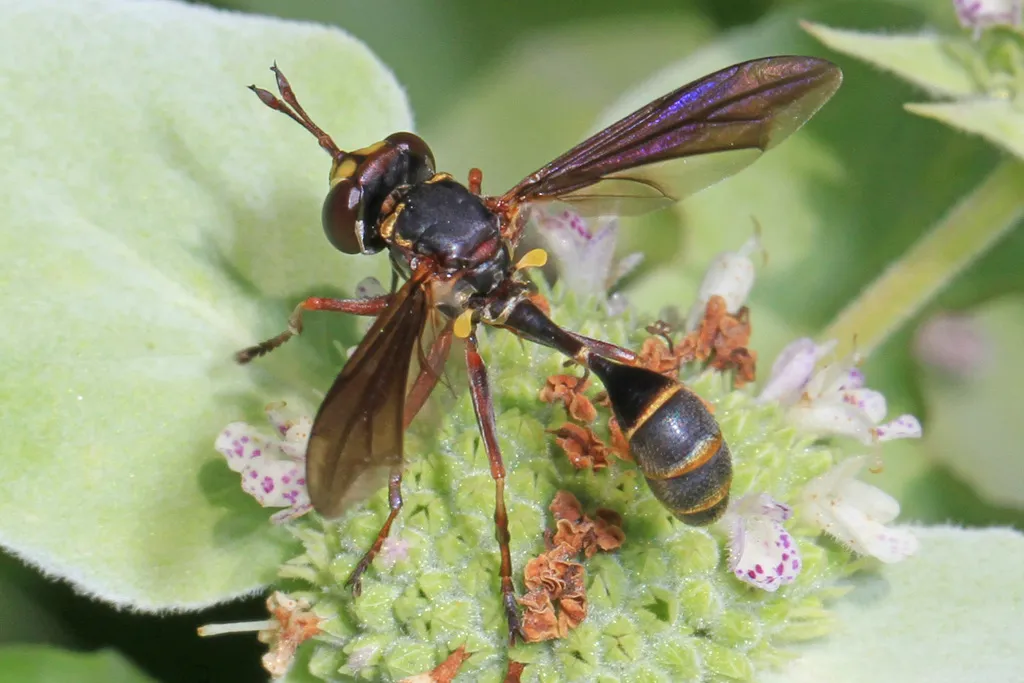 Physocephala sagittaria - photo 2