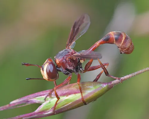 Physocephala texana
