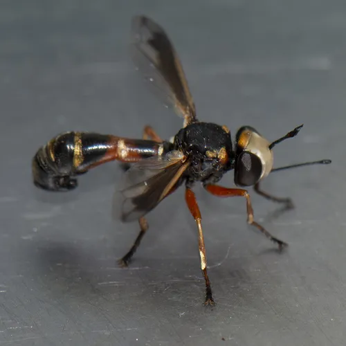 Physocephala vittata