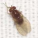 Physoclypeus coquilletti