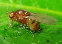 Physoclypeus coquilletti - photo 2