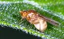 Physoclypeus coquilletti - photo 4