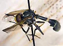 Physoconops analis