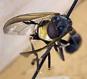 Physoconops analis - photo 2