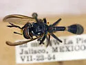 Physoconops analis - photo 3