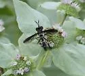 Physoconops brachyrhynchus