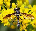Physoconops brachyrhynchus - photo 2