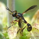 Physoconops brachyrhynchus - photo 3