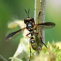 Physoconops brachyrhynchus - photo 4