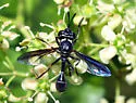 Physoconops bulbirostris