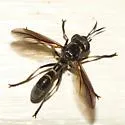 Physoconops bulbirostris - photo 2