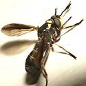 Physoconops bulbirostris - photo 3