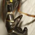 Physoconops bulbirostris - photo 4
