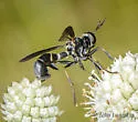 Physoconops bulbirostris - photo 5