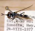 Physoconops discalis