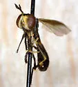 Physoconops discalis - photo 2