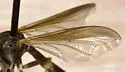Physoconops discalis - photo 3