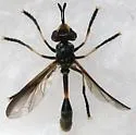 Physoconops discalis - photo 4