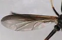 Physoconops discalis - photo 5