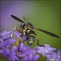 Physoconops excisus