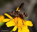 Physoconops excisus - photo 2
