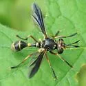 Physoconops excisus - photo 3