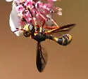 Physoconops excisus - photo 4
