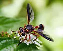 Physoconops excisus - photo 5